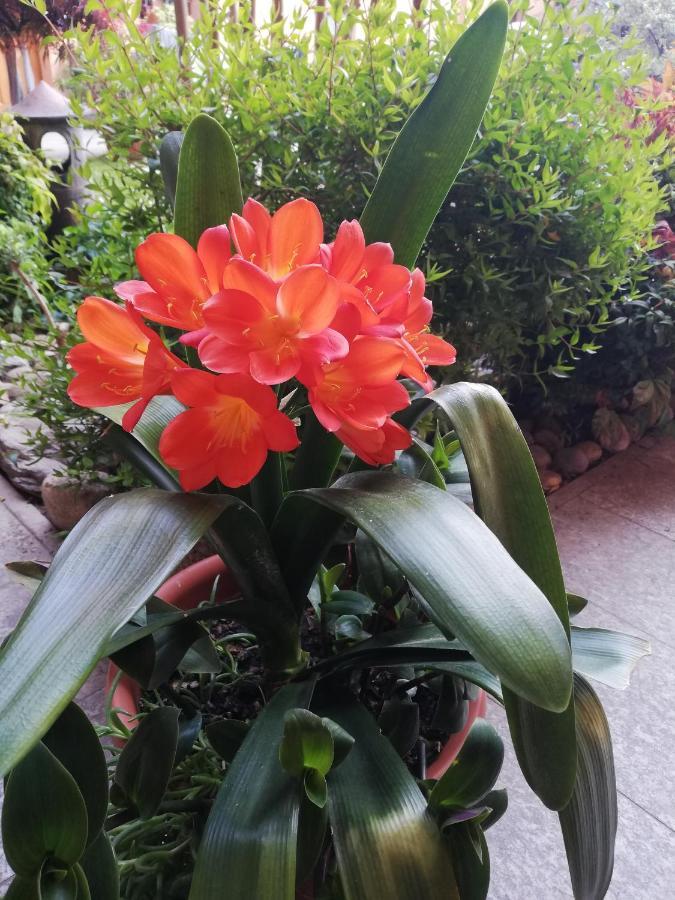 A Due Passi Dal Castello Bed & Breakfast Somma Lombardo Ngoại thất bức ảnh